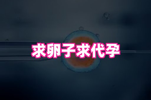 河南助孕网站 4